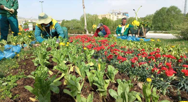 آشنایی با گل های فصلی در شهر ارومیه